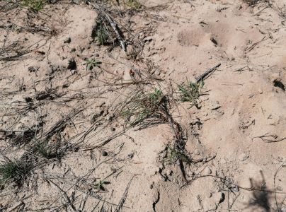 Ploskanka sadenicov&aacute;