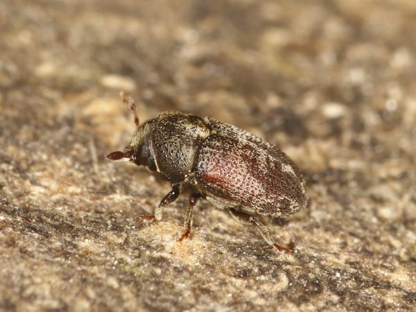 Lykokaz jaseňov&yacute;