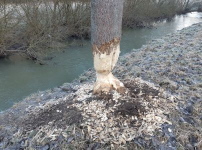 Bobor eur&oacute;psky 