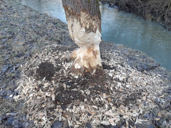 Bobor eur&oacute;psky 