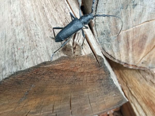 Fuz&aacute;č bukov&yacute;