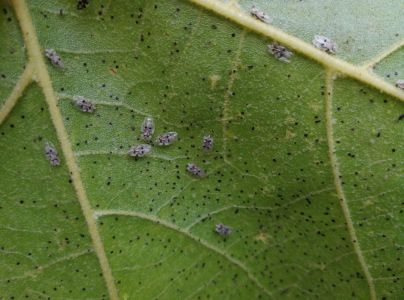 Sietnička platanov&aacute;