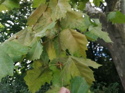 Sietnička platanov&aacute;