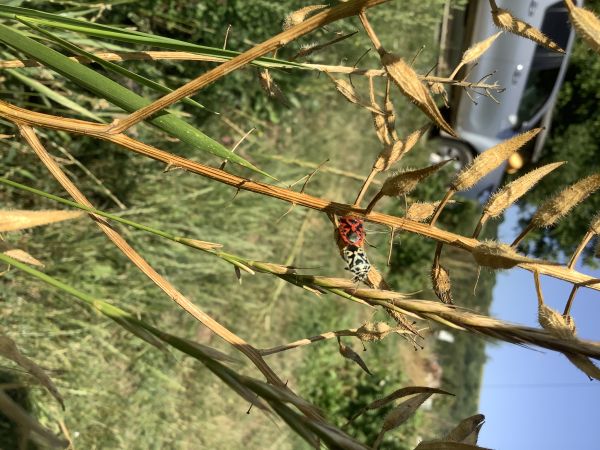 A - nie je v datab&aacute;ze