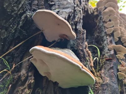 Pr&aacute;chnovček p&aacute;sikav&yacute; 