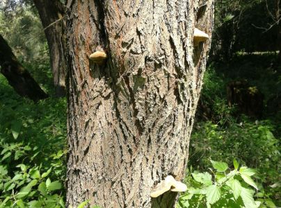 Ohňovec obyčajn&yacute;