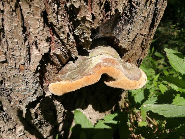 Ohňovec obyčajn&yacute;