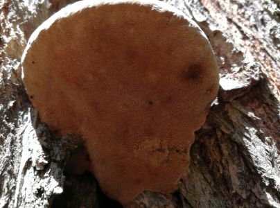 Ohňovec obyčajn&yacute;