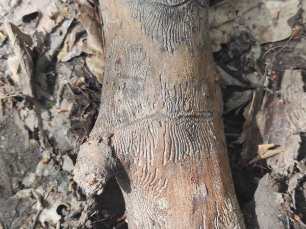 Lykokaz jaseňov&yacute;