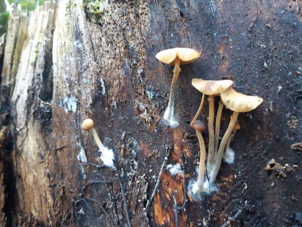 A - nejednoznačne určen&yacute;, nie sme si ist&iacute;