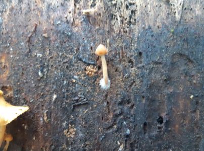 A - nejednoznačne určen&yacute;, nie sme si ist&iacute;