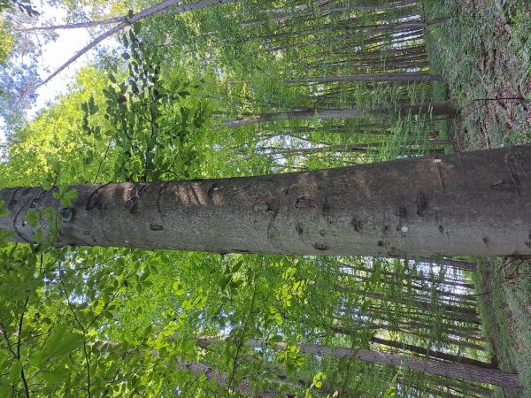 A - nejednoznačne určen&yacute;, nie sme si ist&iacute;