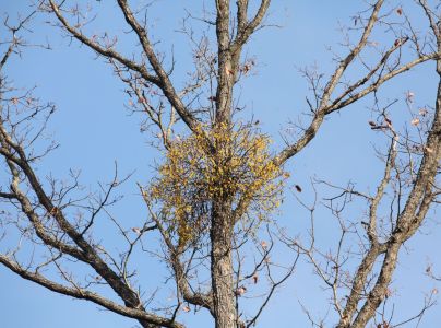 Imelovec eur&oacute;psky