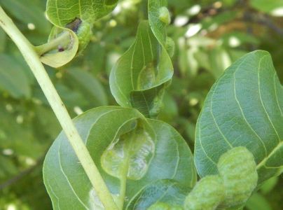 Roztoč Aceria erinea