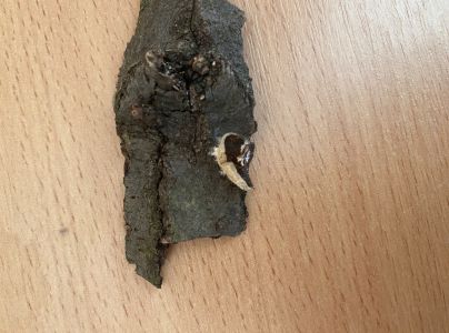 A - nejednoznačne určen&yacute;, nie sme si ist&iacute;