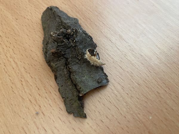 A - nejednoznačne určen&yacute;, nie sme si ist&iacute;