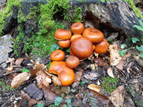 Plamienka zimn&aacute;