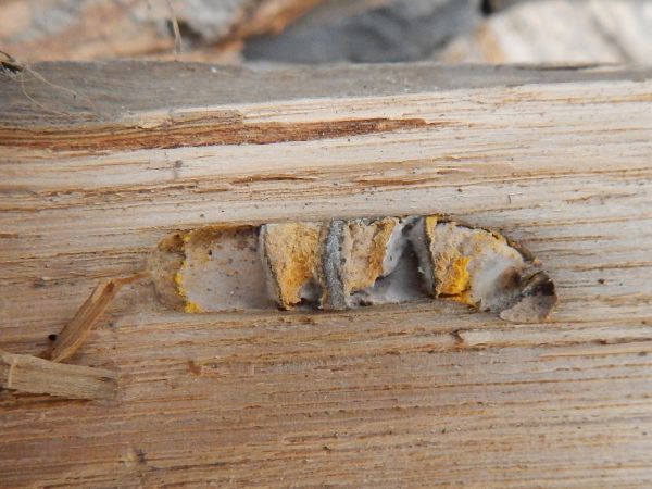 A - nejednoznačne určen&yacute;, nie sme si ist&iacute;