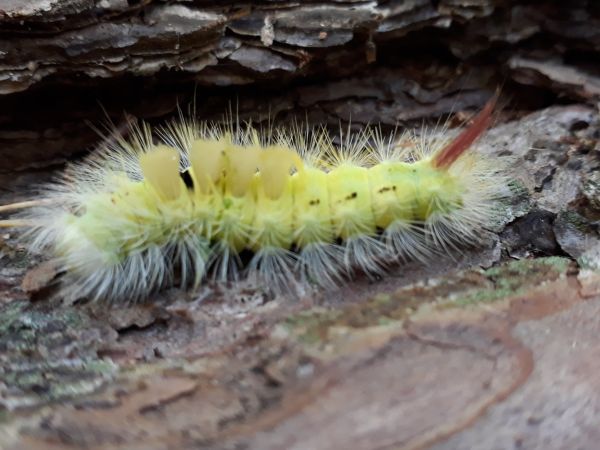 &Scaron;tetinavec orechov&yacute; 