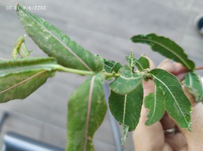 A - nie je v datab&aacute;ze