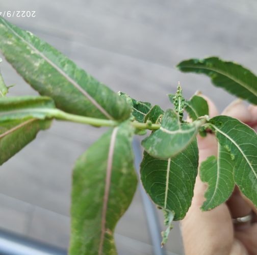 Katarína Vandáková