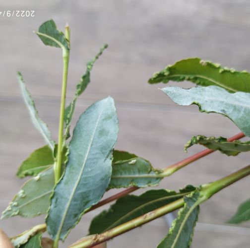 Katarína Vandáková