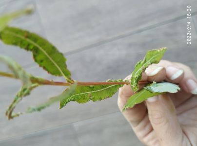 A - nie je v datab&aacute;ze