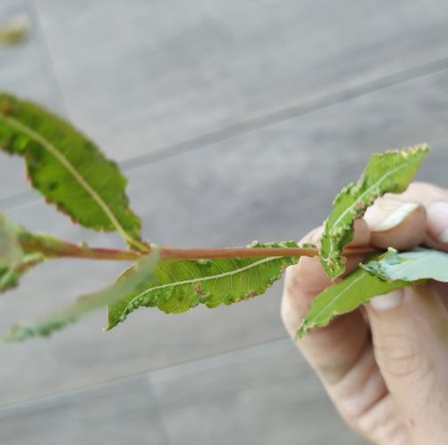 Katarína Vandáková