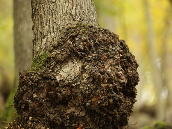 A - nejednoznačne určen&yacute;, nie sme si ist&iacute;