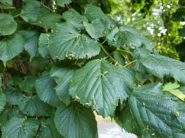 Roztoč Vlnovn&iacute;k lipov&yacute;