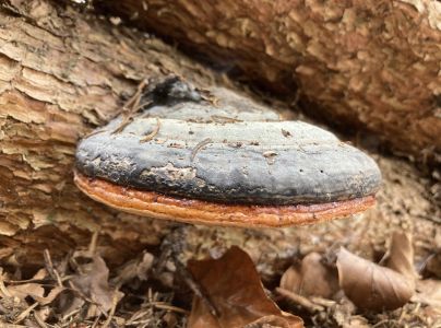 Pr&aacute;chnovček p&aacute;sikav&yacute; 