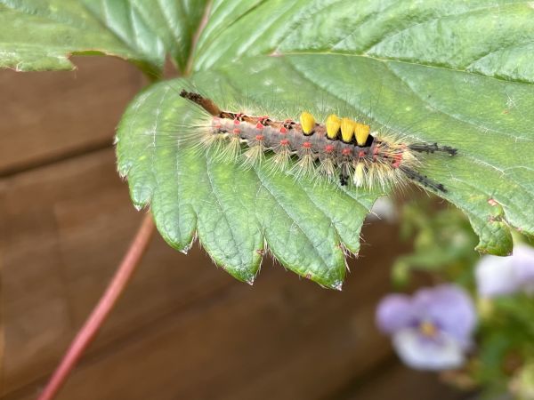 &Scaron;tetinavec trnkov&yacute; 