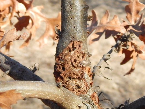 Hrčiarka Andricus quercusradicis