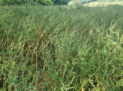 Ambr&oacute;zia palinolist&aacute;