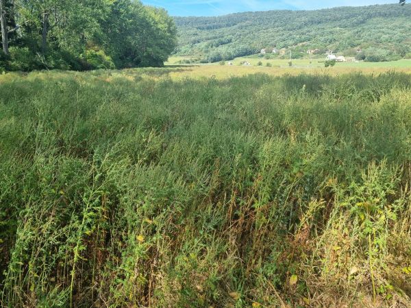 Ambr&oacute;zia palinolist&aacute;