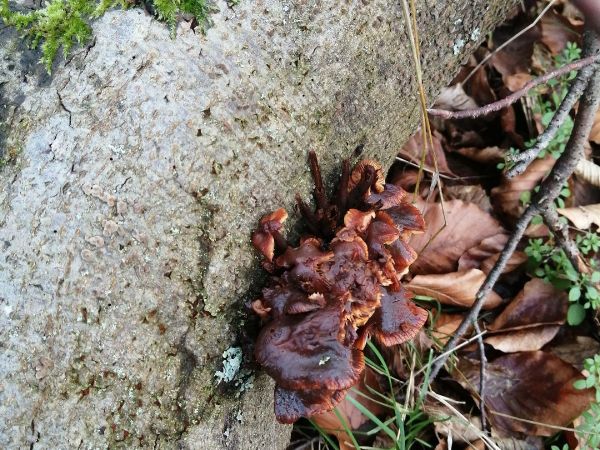 Podpňovka obyčajn&aacute;