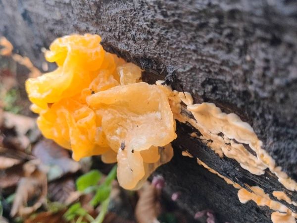 A - nie je v datab&aacute;ze