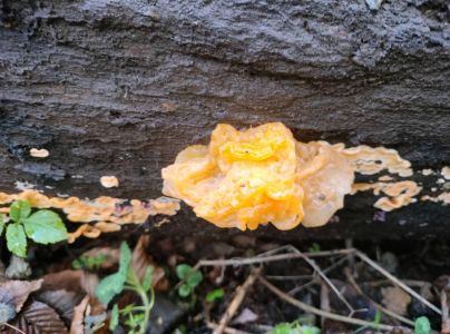 A - nie je v datab&aacute;ze