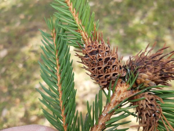 K&ocirc;rovnica zelen&aacute;