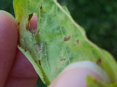 Vo&scaron;ka Dysaphis devecta