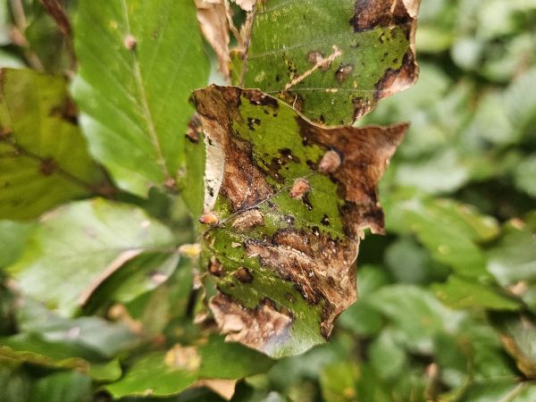 Byľomor Hartigiola annulipes