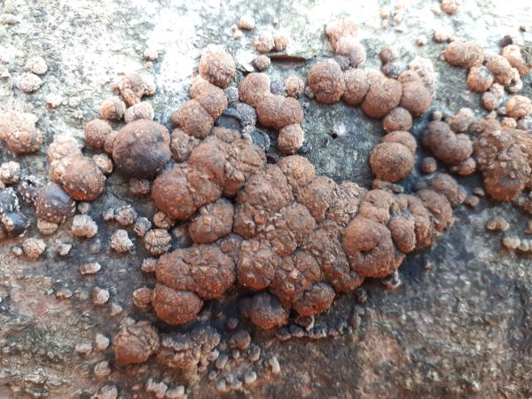 Drevovček bukov&yacute;