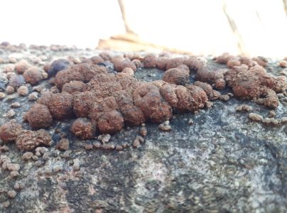 Drevovček bukov&yacute;