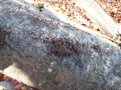 Drevovček bukov&yacute;