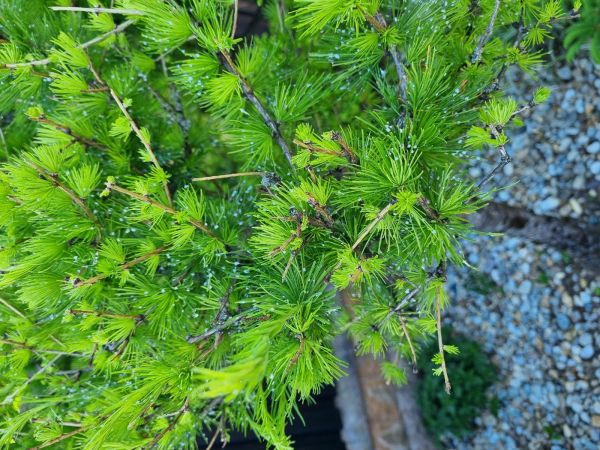 K&ocirc;rovnica zelen&aacute;