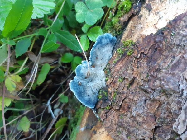 A - nie je v datab&aacute;ze