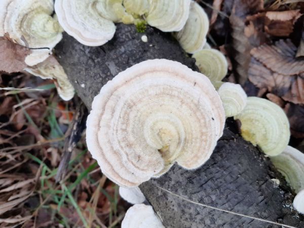 Tr&uacute;dnikovec chlpat&yacute;