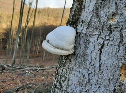 Pr&aacute;chnovec kopytovit&yacute;