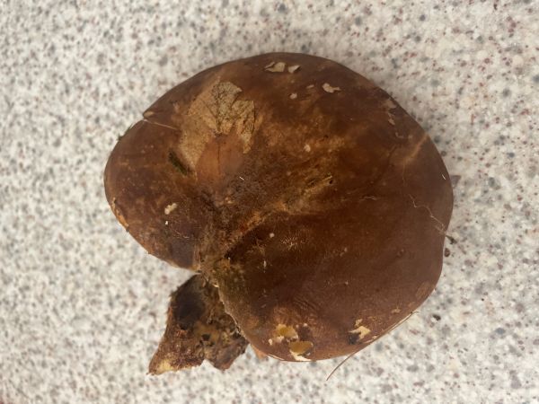 A - nie je v datab&aacute;ze