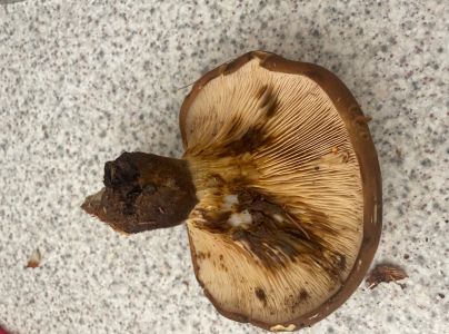 A - nie je v datab&aacute;ze